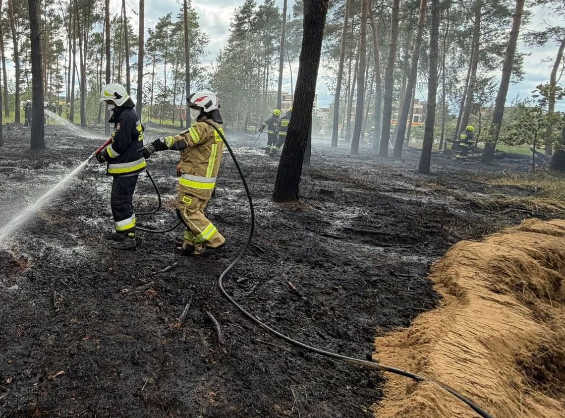 Groźny pożar lasu. Ogień wybuchł niedaleko stacji paliw Groźny pożar lasu. Ogień wybuchł niedaleko stacji paliw