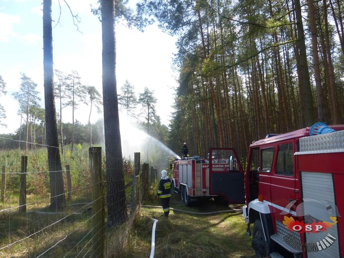 Groźny pożar wybuchł w lesie