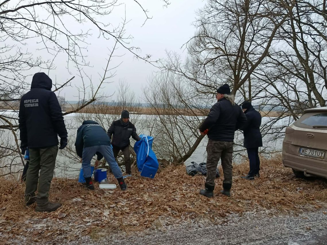 Groźny wirus potwierdzony w powiecie gryfińskim. Służby weterynaryjne apelują o czujność