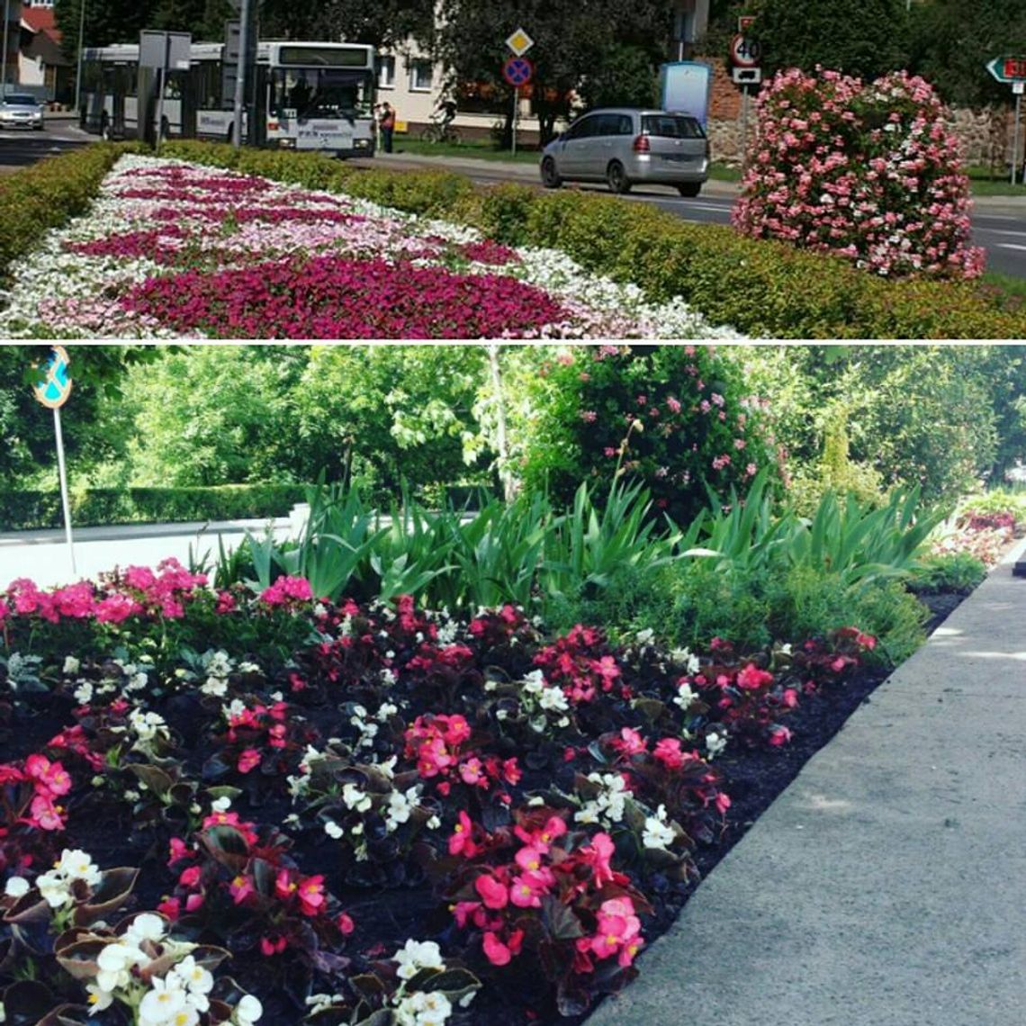 Gryfino najpiękniej ukwieconym miastem w Polsce? Gryfino najpiękniej ukwieconym miastem w Polsce?