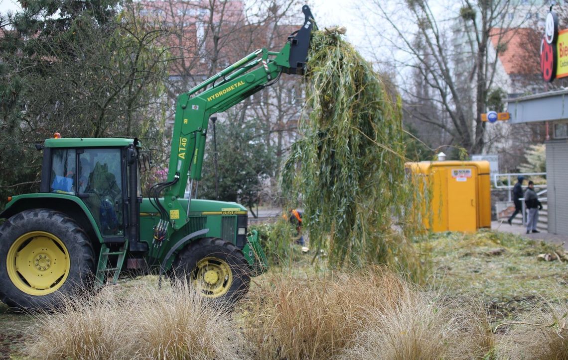 Gryfino nam pustynnieje. Kolejne wycinki drzew w centrum [FILM]