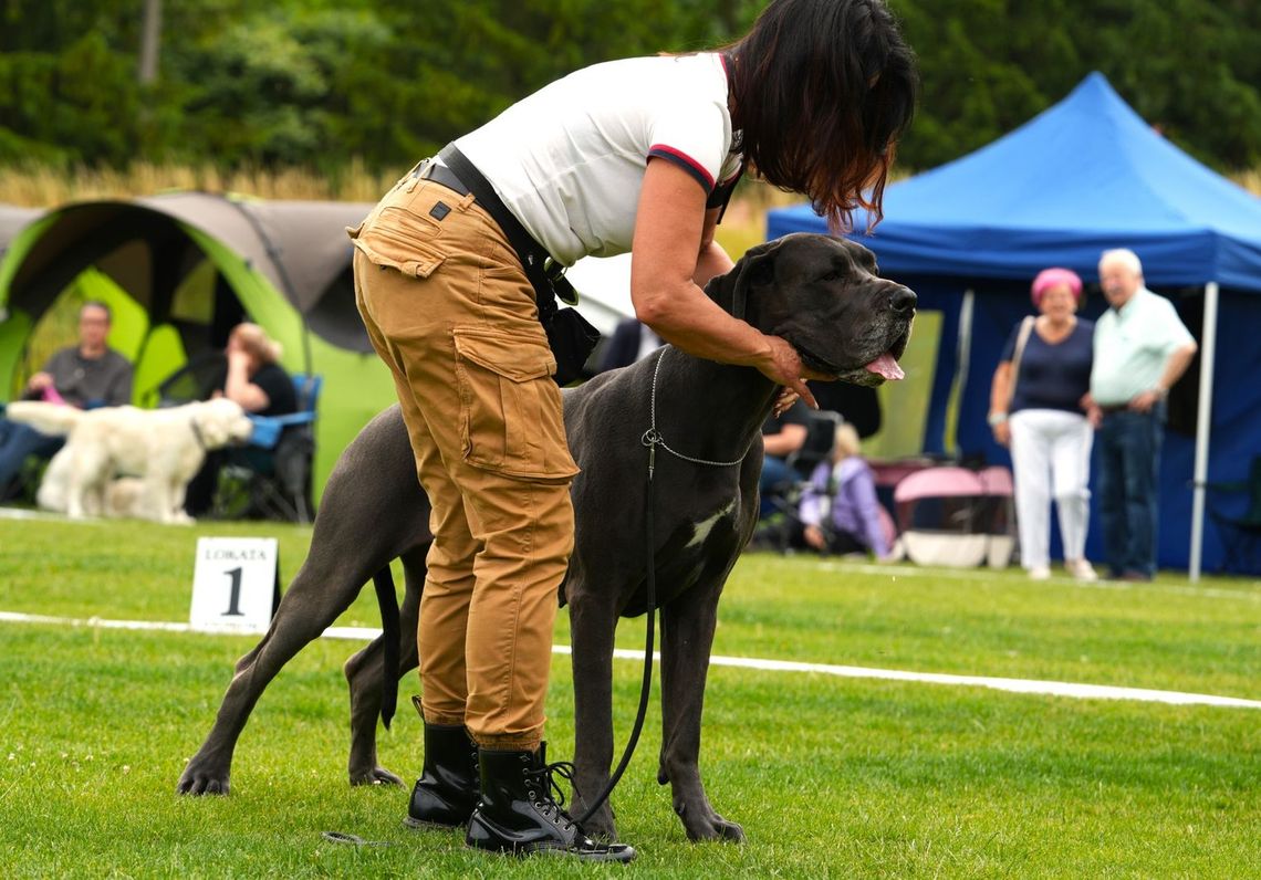 Gryfino stolicą czworonogów! Zobacz najpiękniejsze rasy i emocjonujący bieg jamników