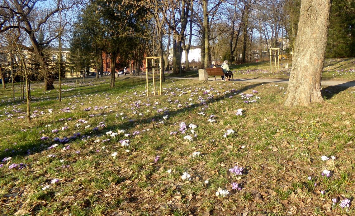 Gryfino w kolorach krokusów: Miasto budzi się z zimowego snu