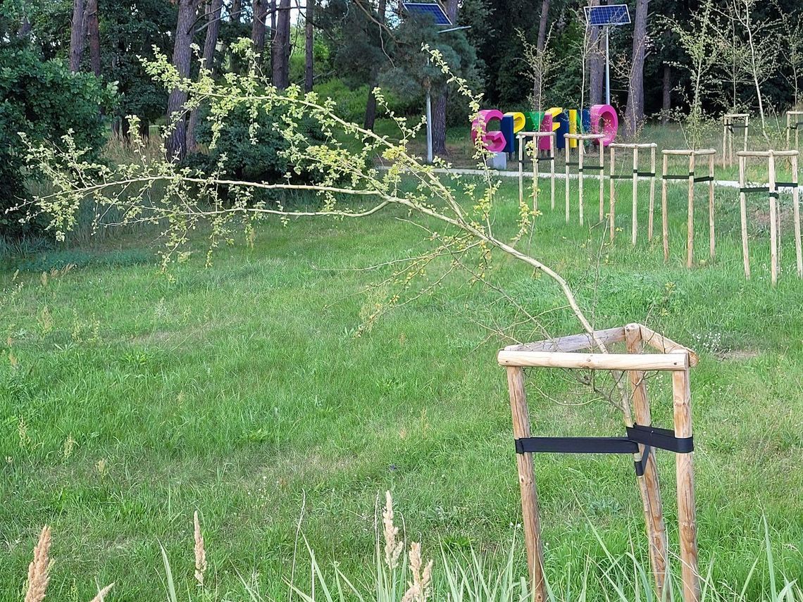 Gryfiński Ekozakątek: Robią konkurencję Krzywemu Lasowi? Mamy zdjęcie drzewka-akrobaty