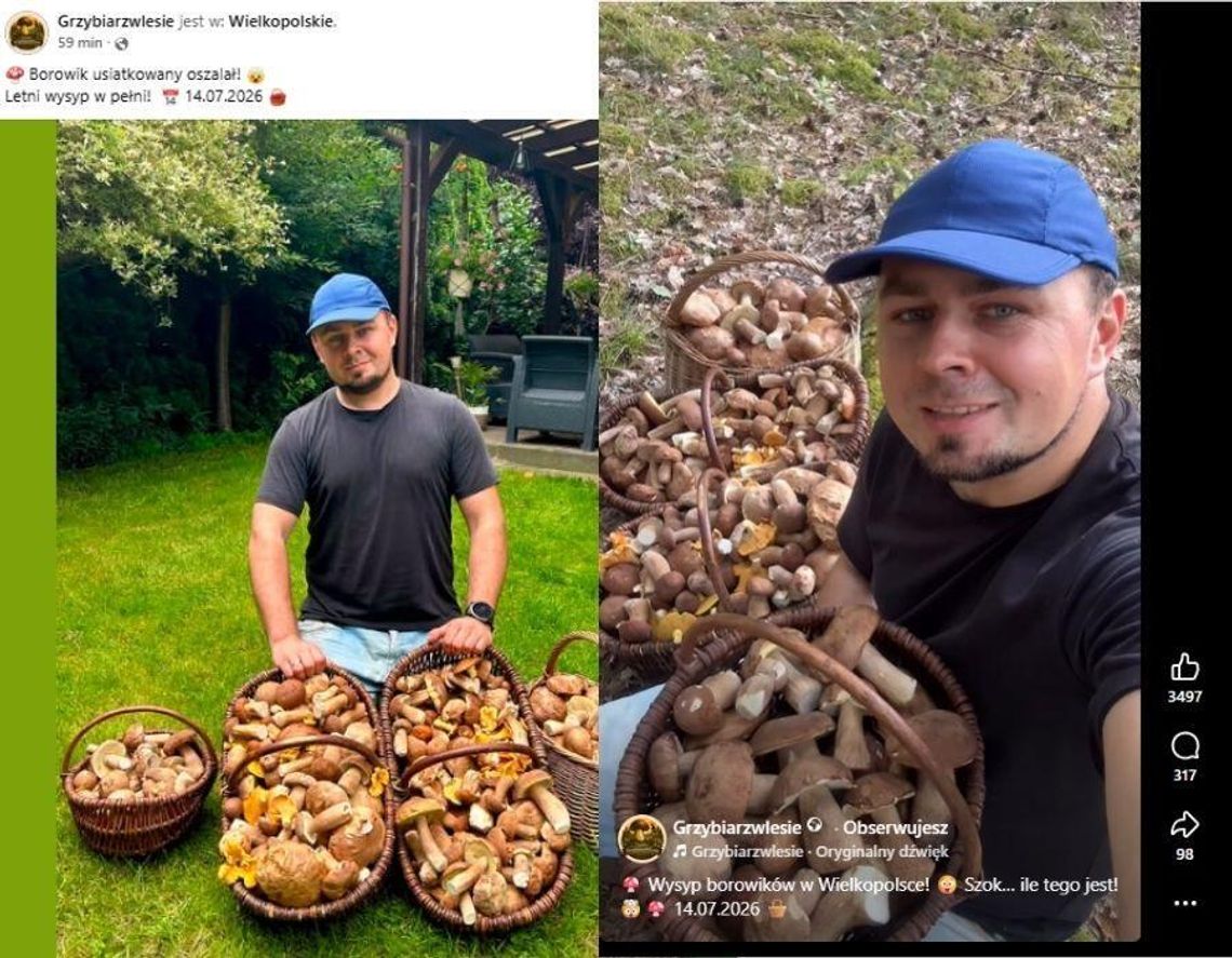 Cztery kosze borowików w lipcu. Leśnicy wyjaśniają fenomen letnich zbiorów Cztery kosze borowików w lipcu. Leśnicy wyjaśniają fenomen letnich zbiorów