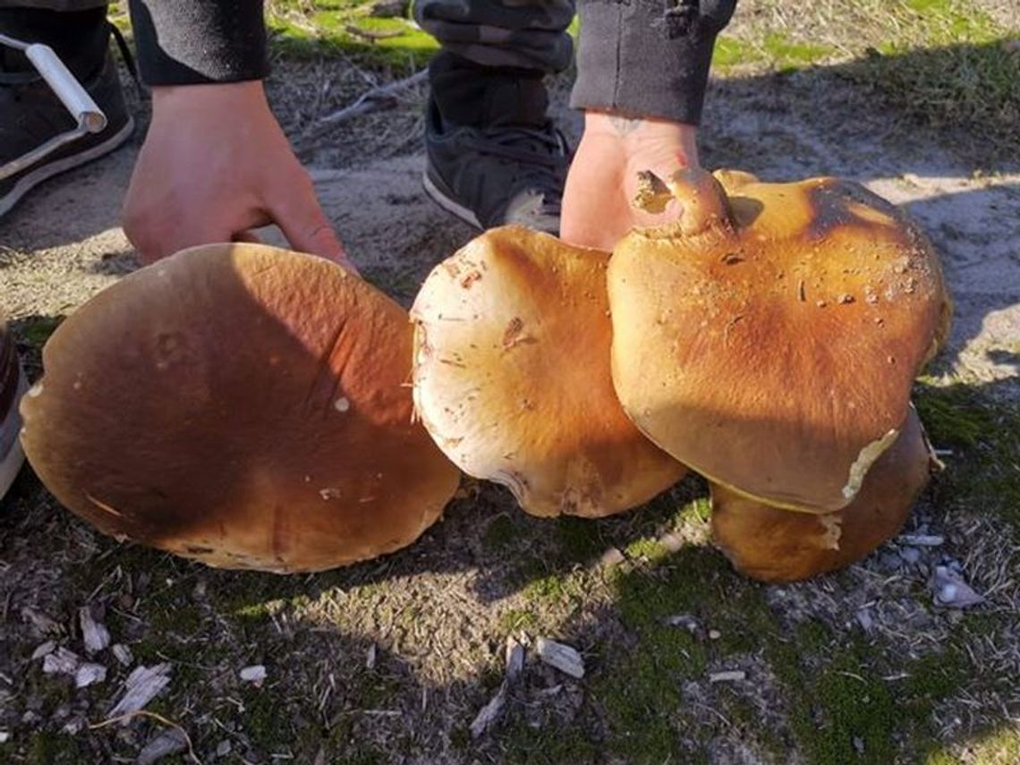 Grzybowe zbiory pana Krzysztofa