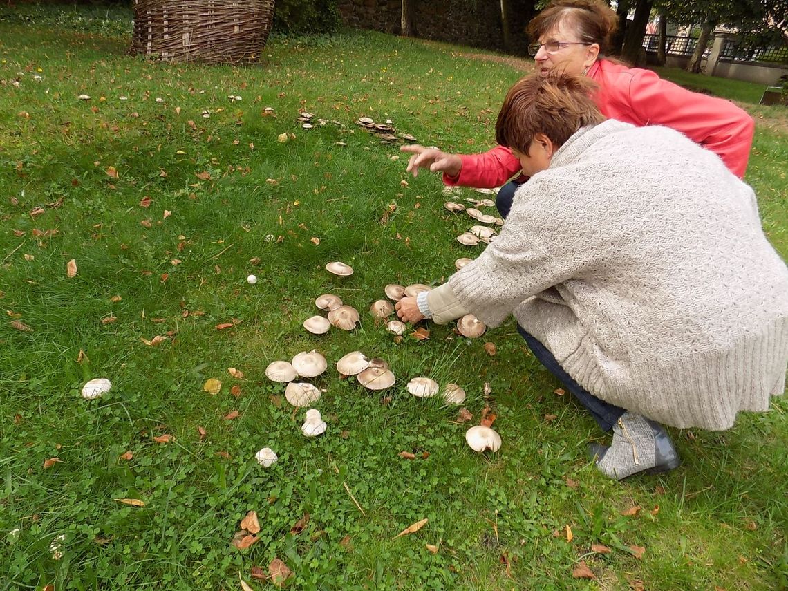 Grzyby rosną nawet w centrum miasta Grzyby rosną nawet w centrum miasta
