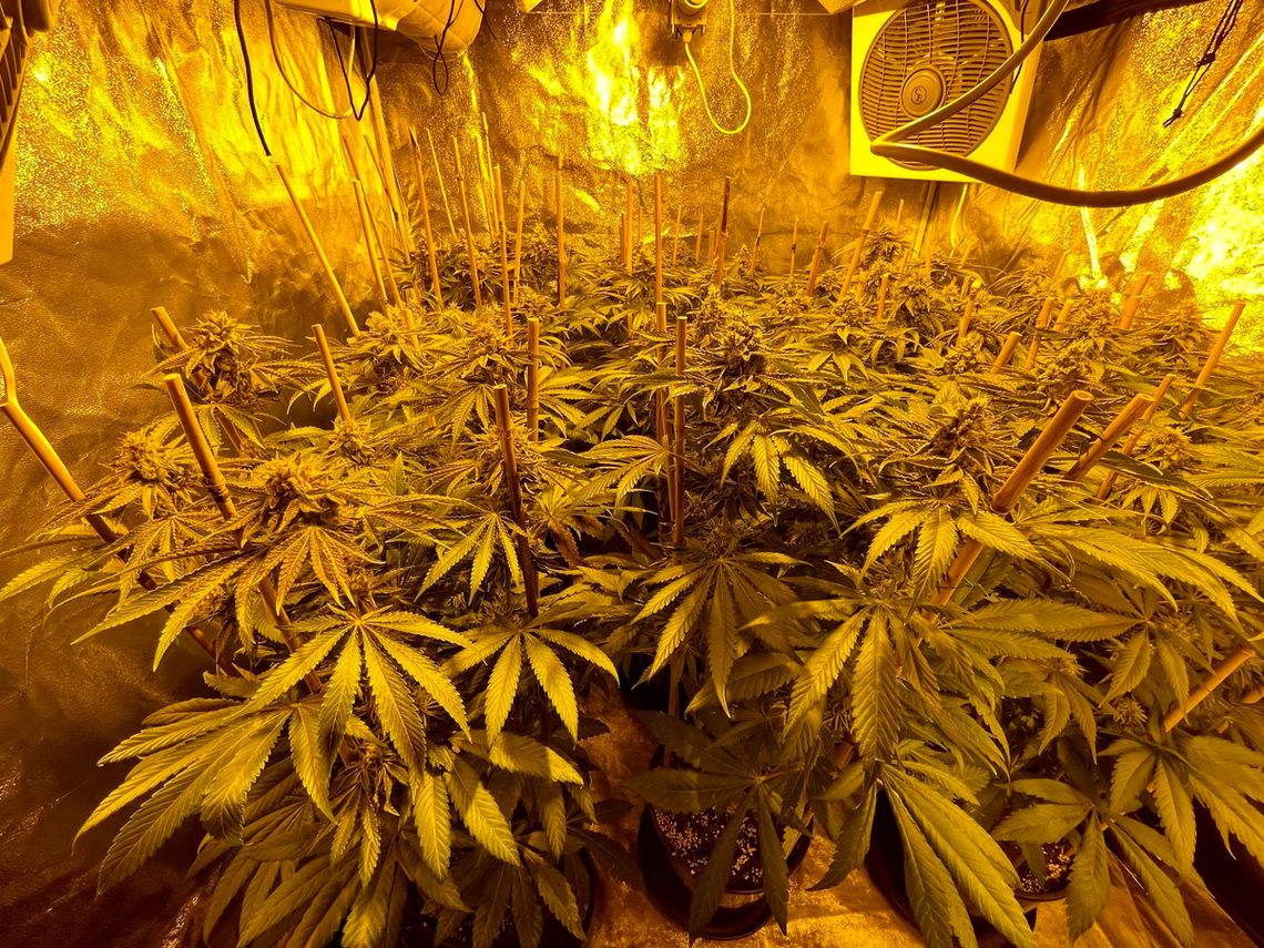 Handlował narkotykami, a w pokoju miał plantację Handlował narkotykami, a w pokoju miał plantację