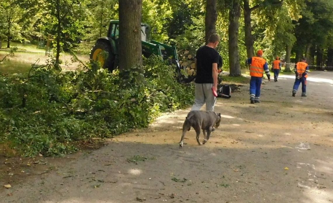 Ile drzew wycięto w letni dzień pod halą? Ile drzew wycięto w letni dzień pod halą?