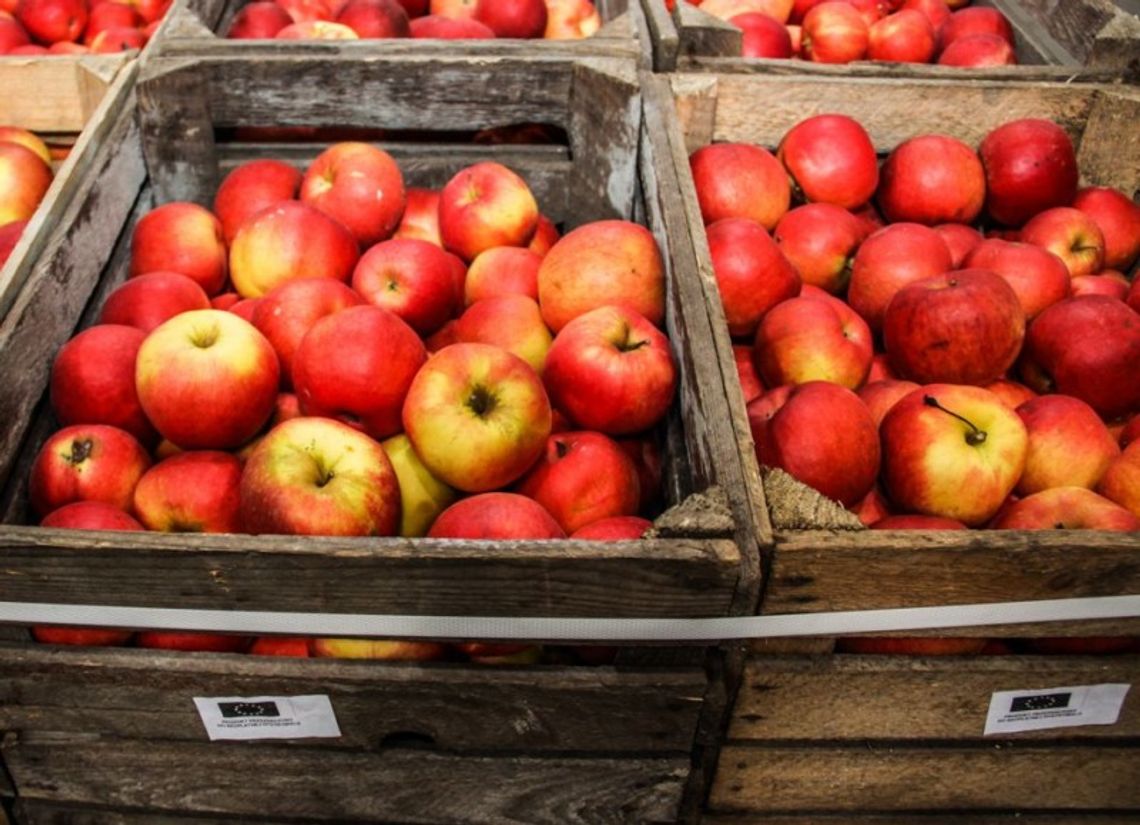 Jabłka poszły jak świeże bułki