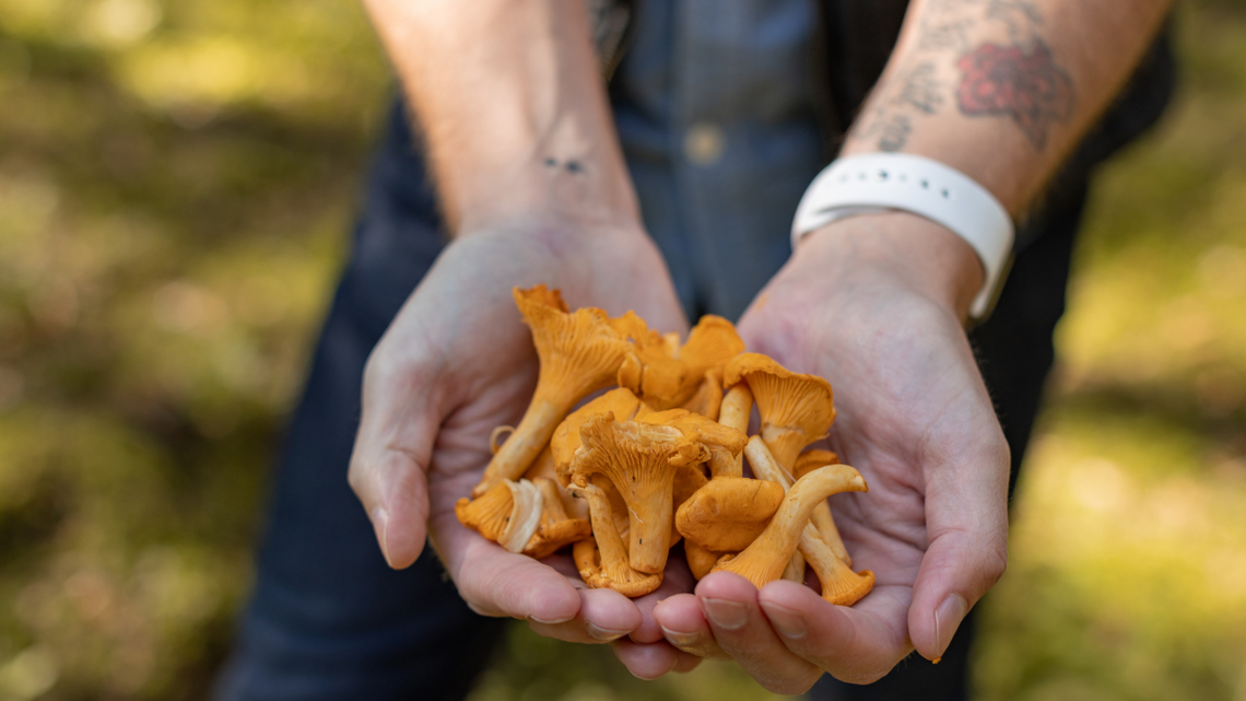 Majówkę będzie można spędzić w lesie na grzybach. Za takie zachowanie zapłacimy mandat