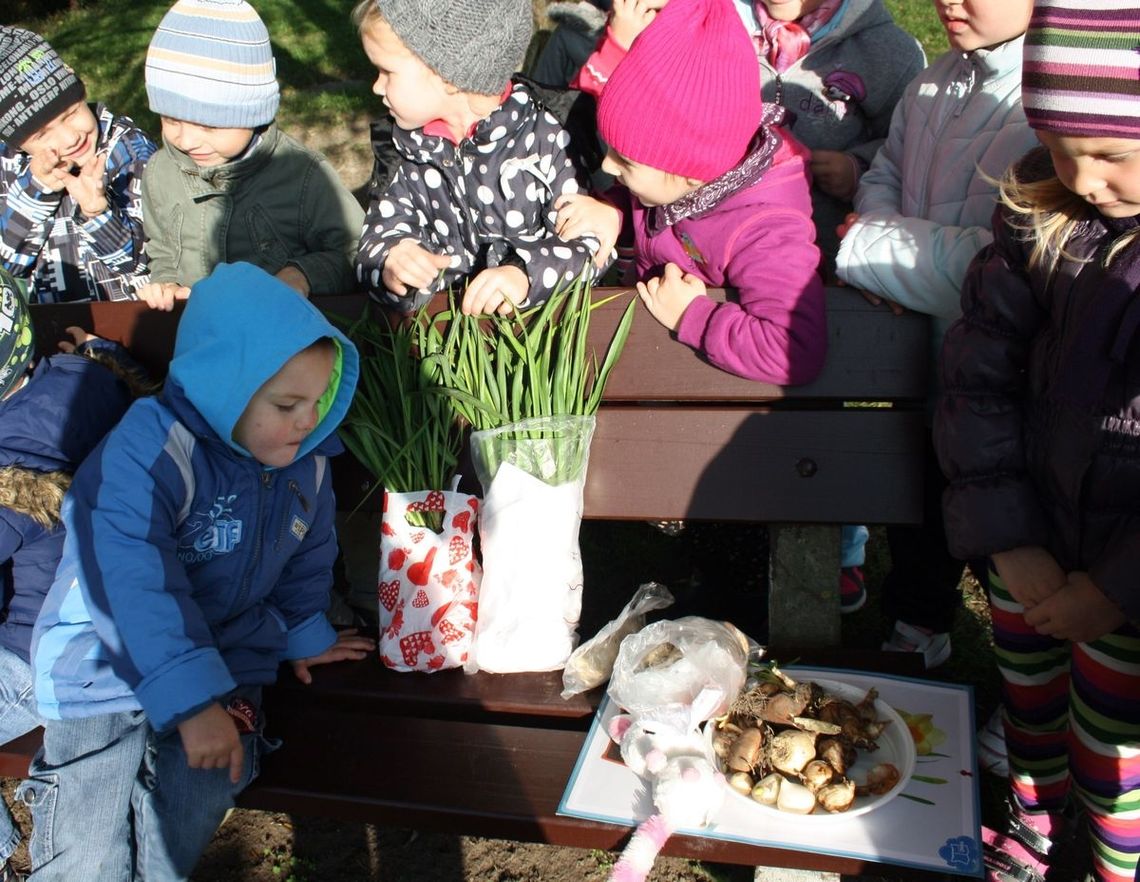 Jak sadzili cebulki kwiatowe Jak sadzili cebulki kwiatowe