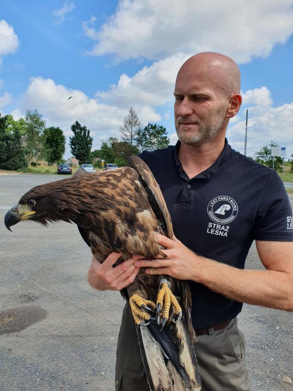 Jak schwytać bielika aby go uratować? Co dalej z drapieżnikiem Jak schwytać bielika aby go uratować? Co dalej z drapieżnikiem
