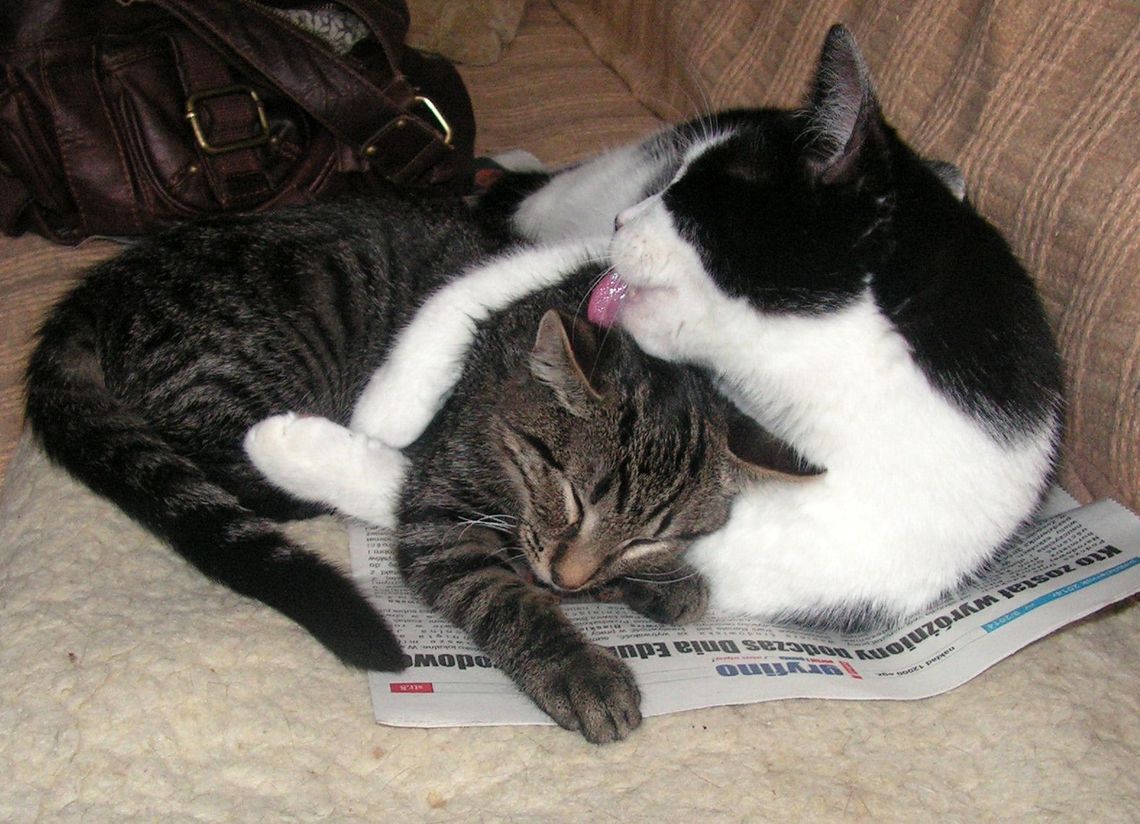 Jak uczcili święto kota Jak uczcili święto kota