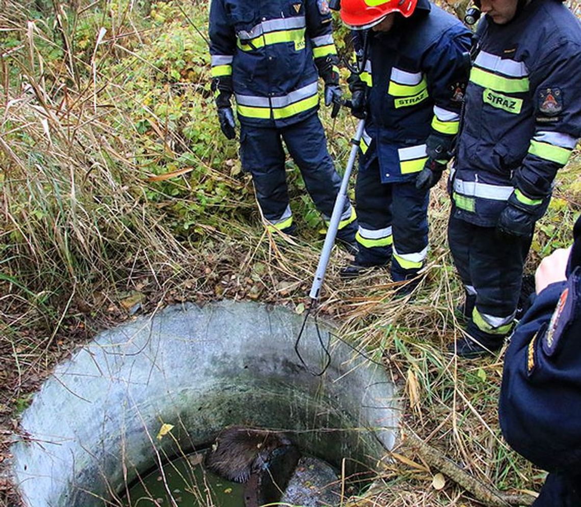 Jak walczą ze skutkami działalności bobrów