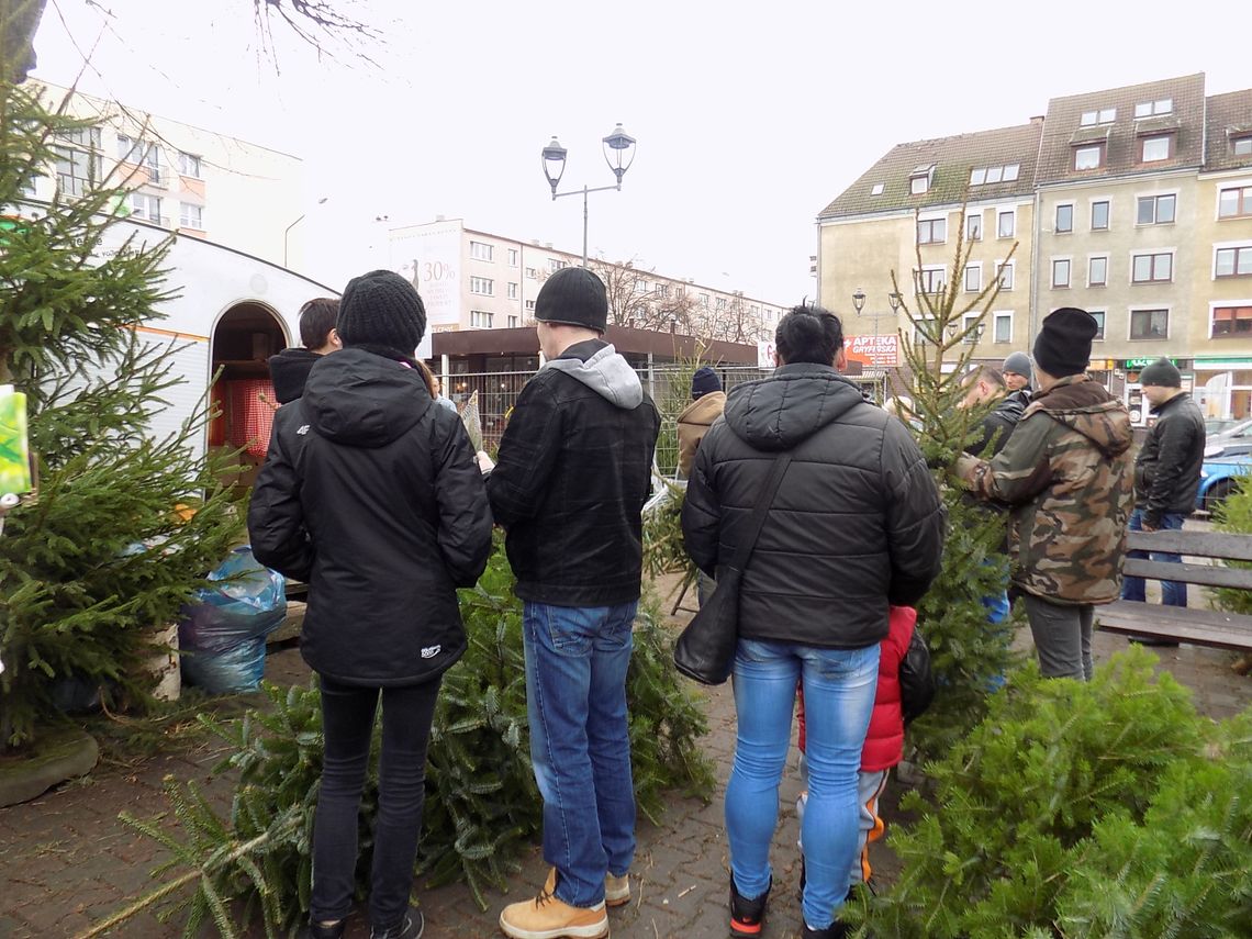 Jakie świąteczne drzewko będzie w twoim domu