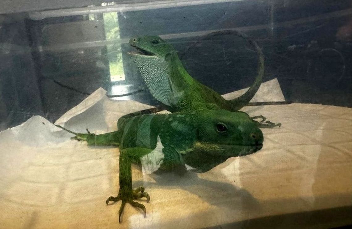 Jaszczurkę trzeba było odłowić w aptece. Pomogli mężczyźnie i kobiecie do przyjazdu karetki Jaszczurkę trzeba było odłowić w aptece. Pomogli mężczyźnie i kobiecie do przyjazdu karetki