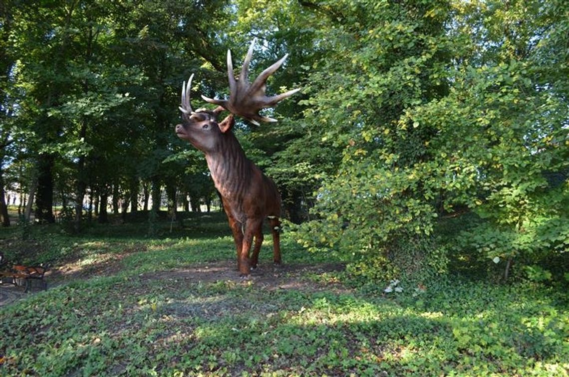 Jeleń na rykowisku za cenę samochodu