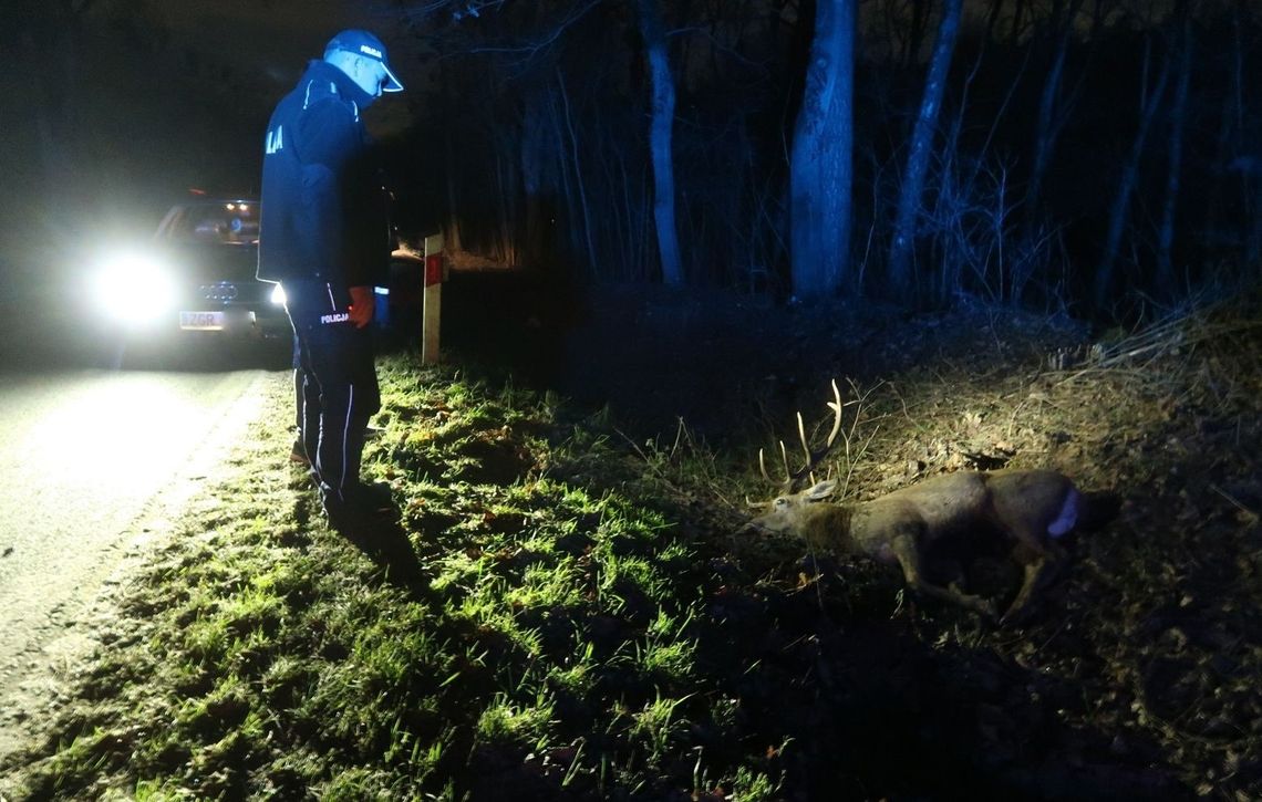 Jeleń nie przeżył tej kolizji Jeleń nie przeżył tej kolizji