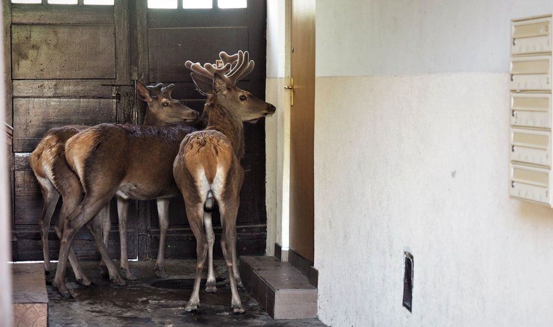 Jelenie weszły do domu, który okazał się pułapką Jelenie weszły do domu, który okazał się pułapką