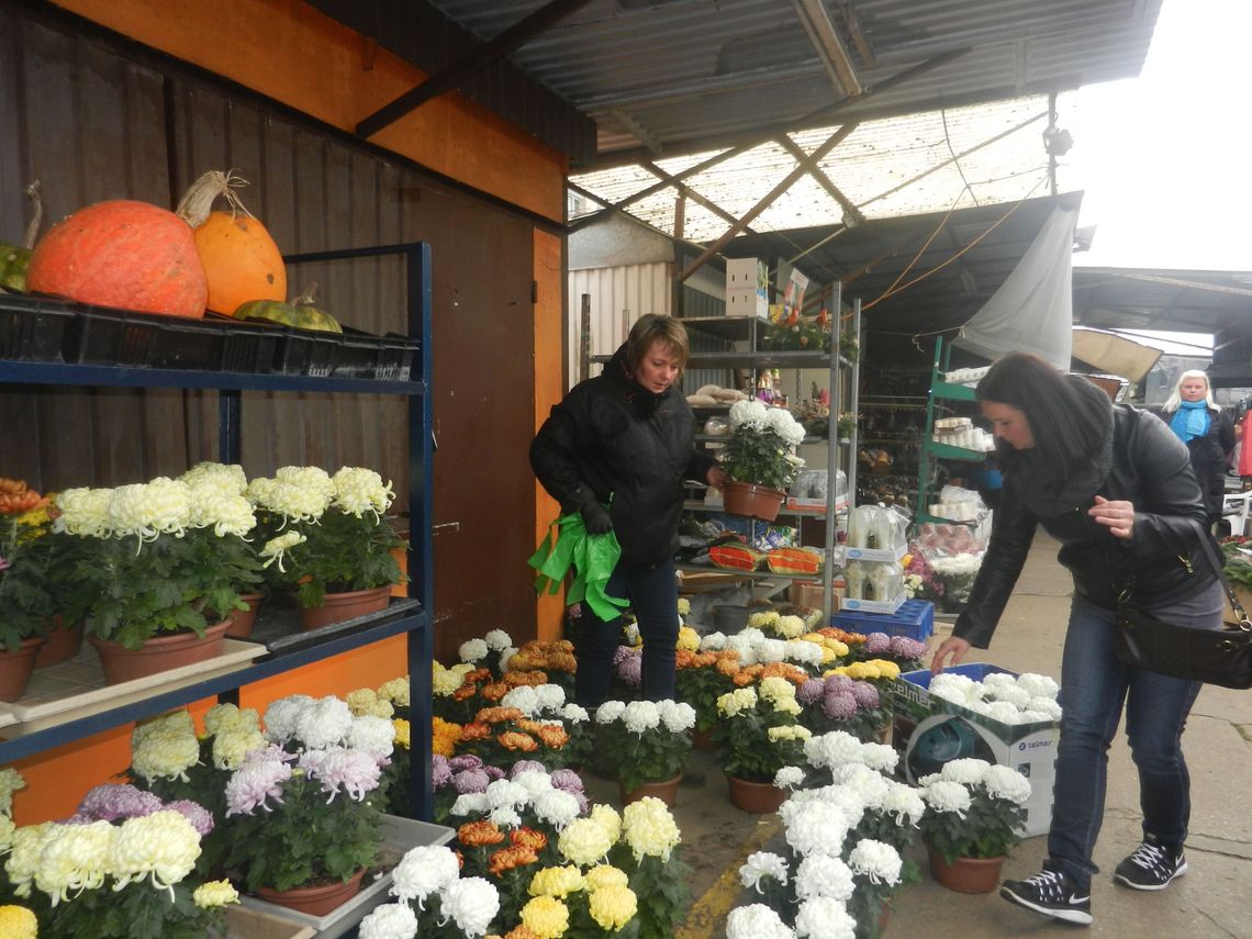 Jesienne chryzantemy Jesienne chryzantemy