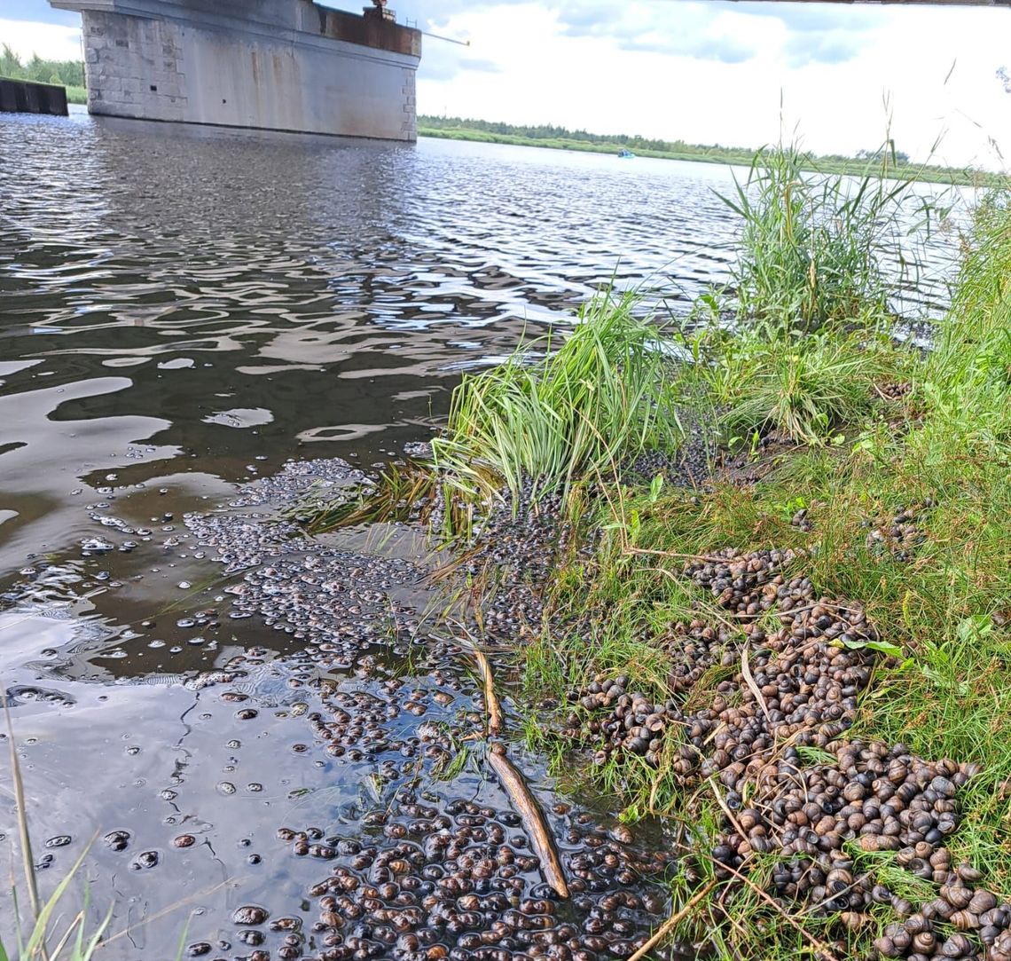 Jestem zaniepokojony brakiem żywych ryb i ślimaków w rzece