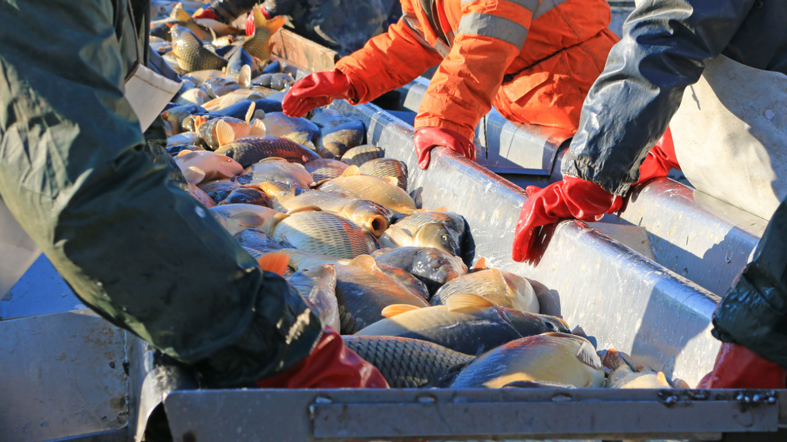 Hodowcy zapowiadają, że karp na święta będzie droższy. Boże Narodzenie 2025 Hodowcy zapowiadają, że karp na święta będzie droższy. Boże Narodzenie 2025