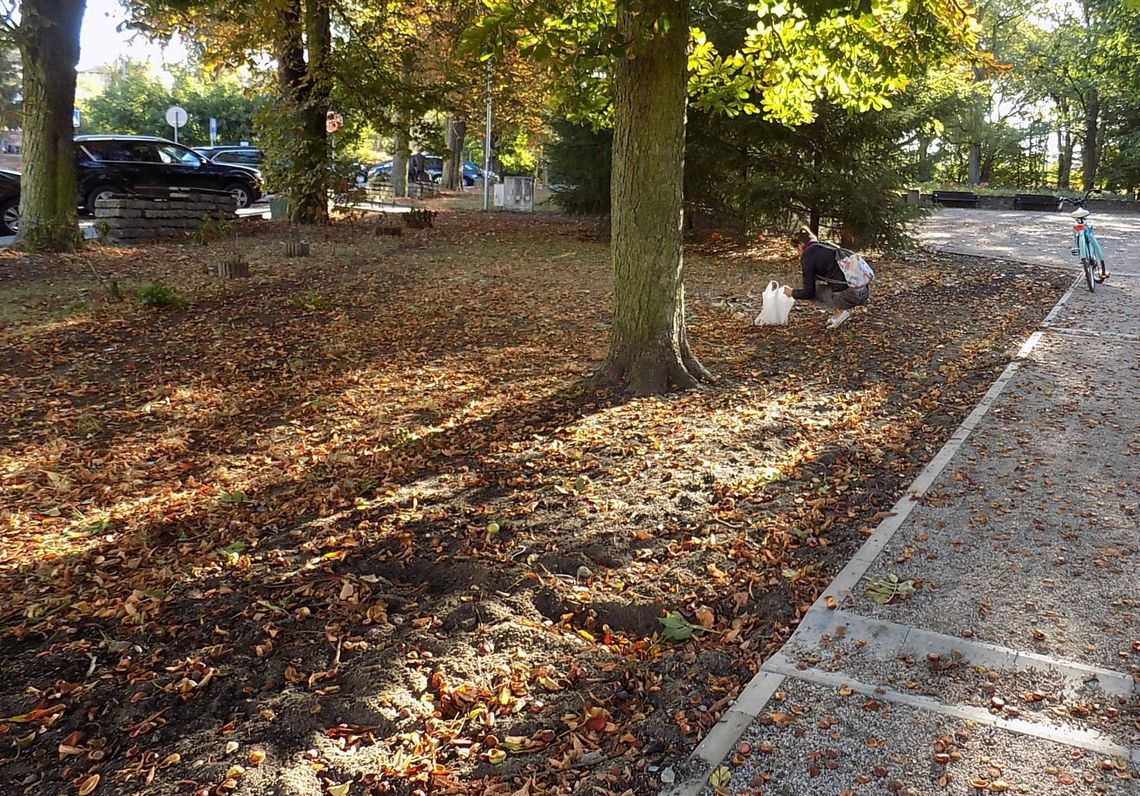 Kasztany, kasztany, kasztany lecą z drzew Kasztany, kasztany, kasztany lecą z drzew