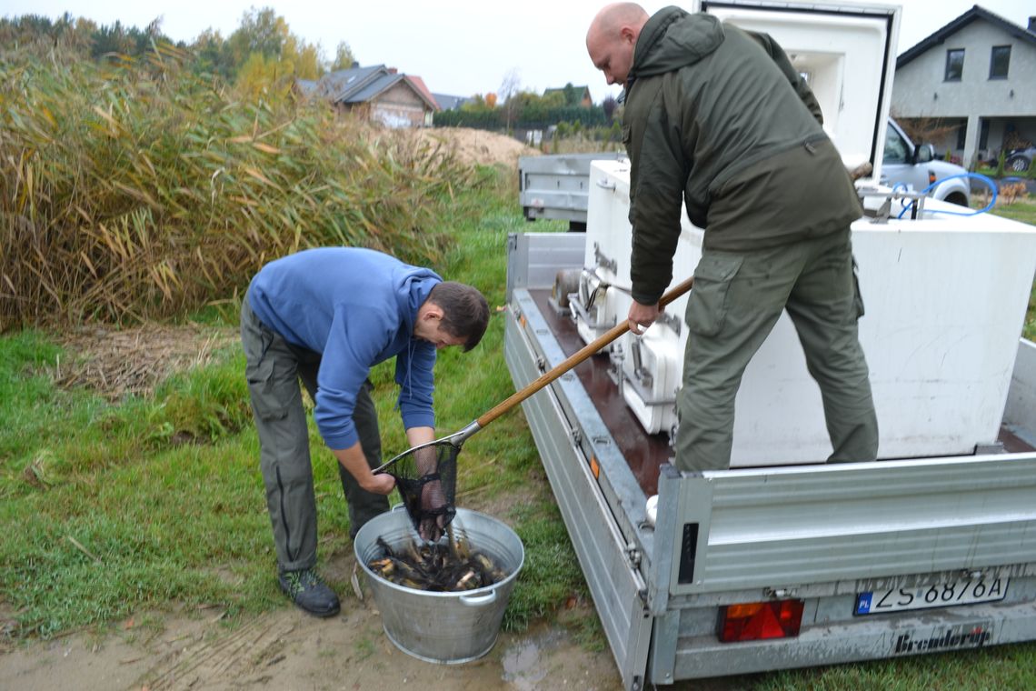 Kilkadziesiąt kilogramów lina przeznaczyli na zarybienie Kilkadziesiąt kilogramów lina przeznaczyli na zarybienie