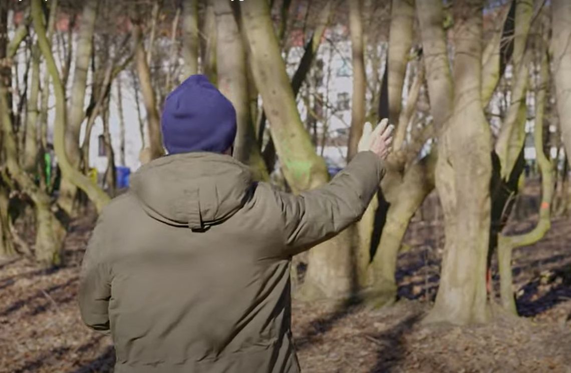 Kilkaset drzew ma szanse ocaleć [WIDEO]