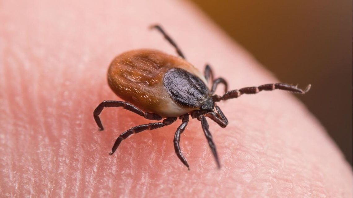 Kleszcze sieją teraz spustoszenia. Zapalenie mózgu i inne odkleszczowe choroby