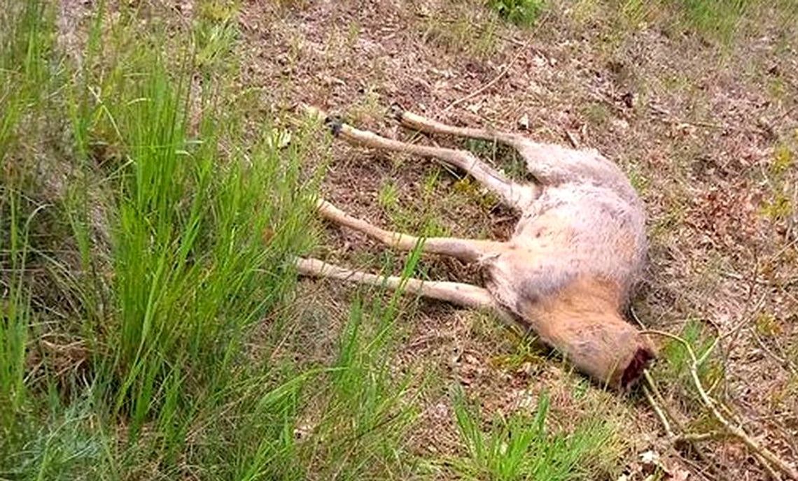 Kłusownik odciął głowę jeleniowi. Uwaga, drastyczne zdjęcie! Kłusownik odciął głowę jeleniowi. Uwaga, drastyczne zdjęcie!