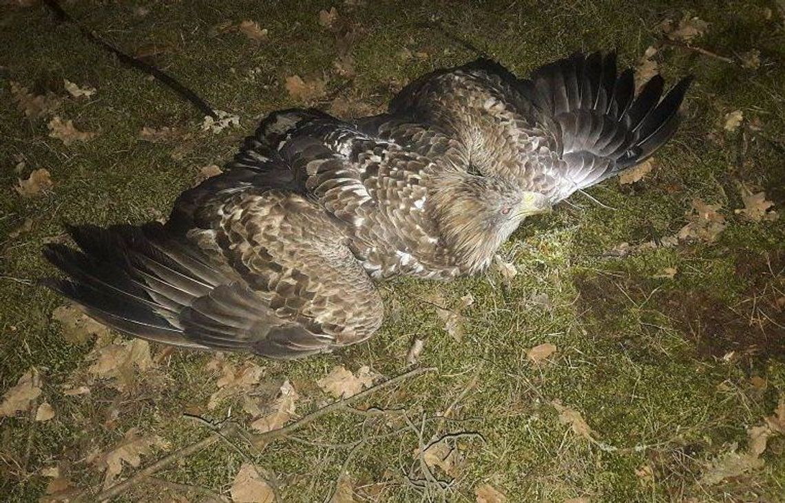 Kłusownik zastawiał pułapki na ptaki drapieżne. Za przynętę służyły białe gołębie Kłusownik zastawiał pułapki na ptaki drapieżne. Za przynętę służyły białe gołębie