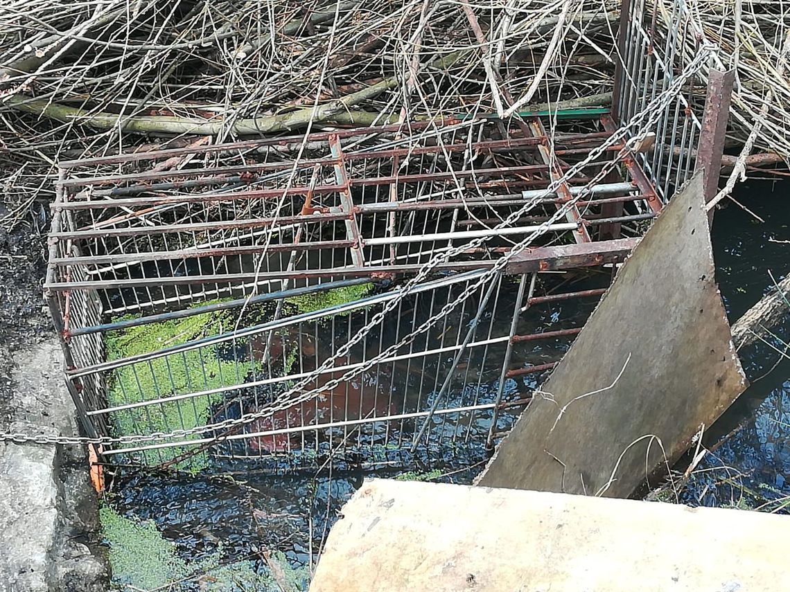 Kłusownik zastawił wnyki na bobry. Grozi mu 5 lat więzienia Kłusownik zastawił wnyki na bobry. Grozi mu 5 lat więzienia