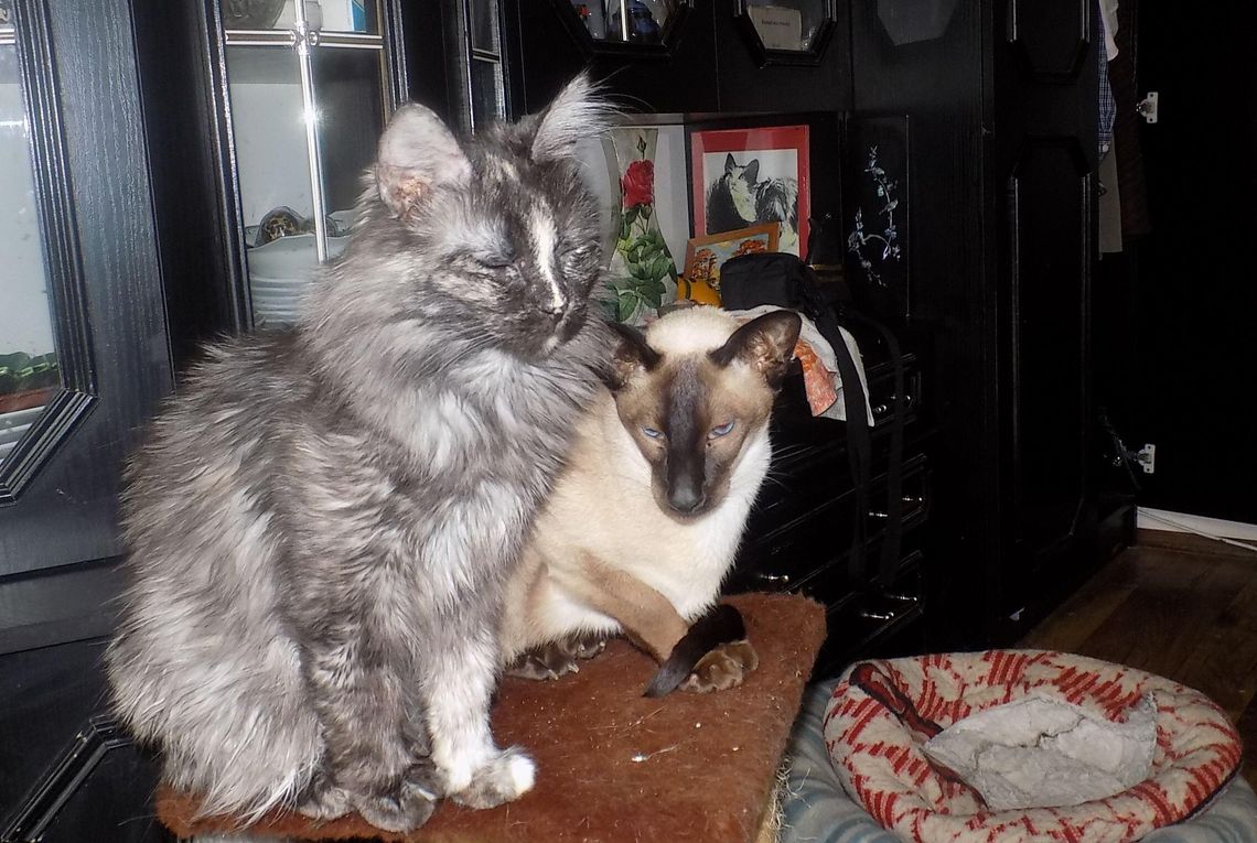 Koci świat: Od papieskiej klątwy do gryfińskich championów – historia mruczków bez cenzury