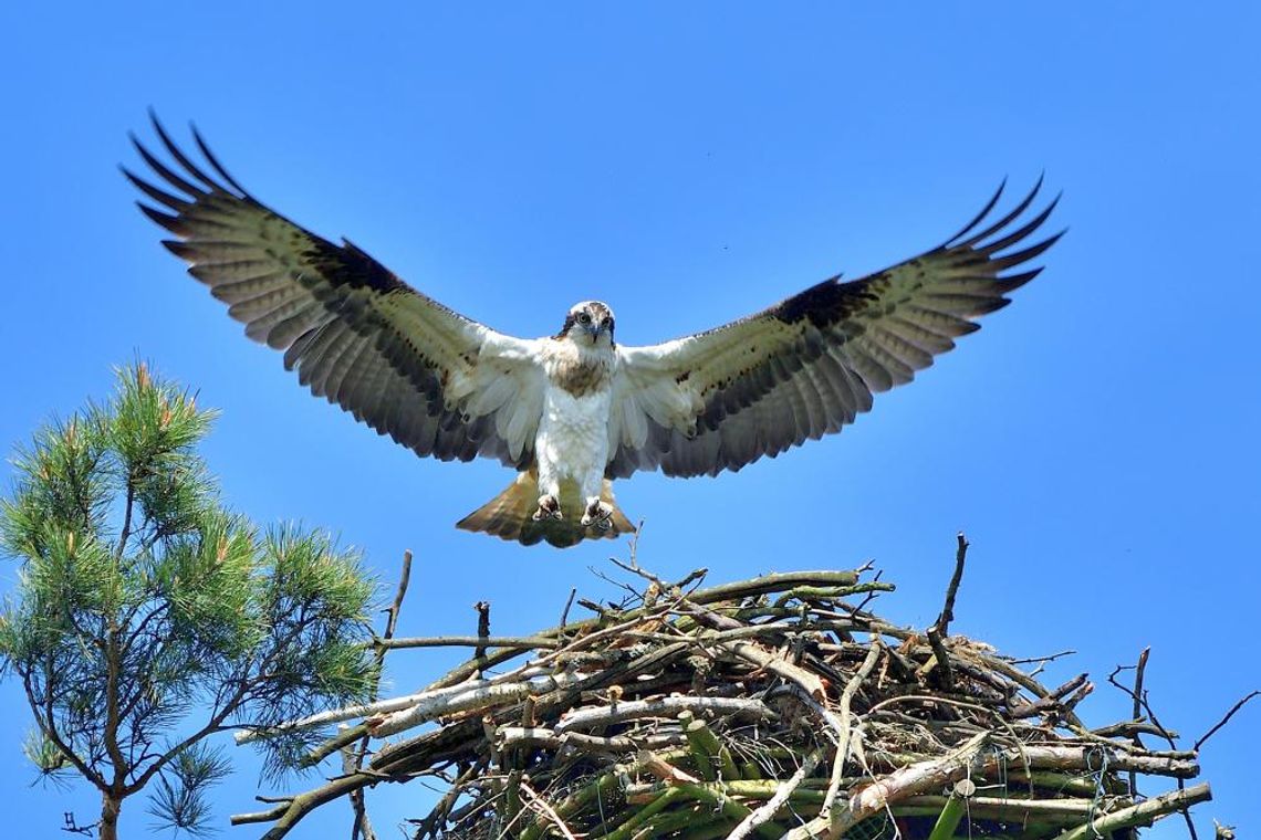 Kolejne platformy dla rybołowów na terenie Nadleśnictwa Gryfino