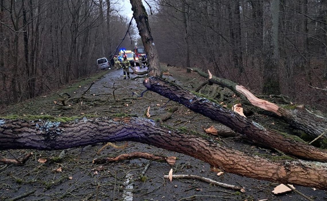 Kolizja na wylocie z miasta. Auto zderzyło się z drzewem, które spadło na drogę