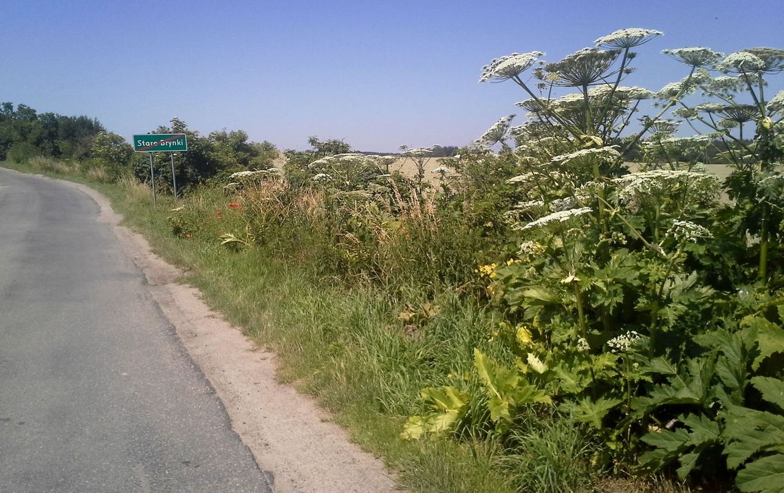 Komu wychłostać plecy okazałym bukietem tego świństwa Komu wychłostać plecy okazałym bukietem tego świństwa