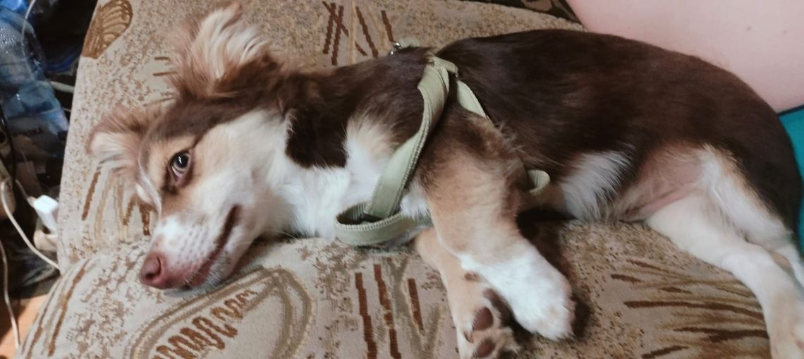 Komu zginął piesek? Czeka do odbioru Komu zginął piesek? Czeka do odbioru