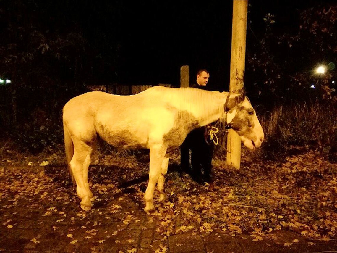 Koń, który spacerował w nocy po mieście Koń, który spacerował w nocy po mieście