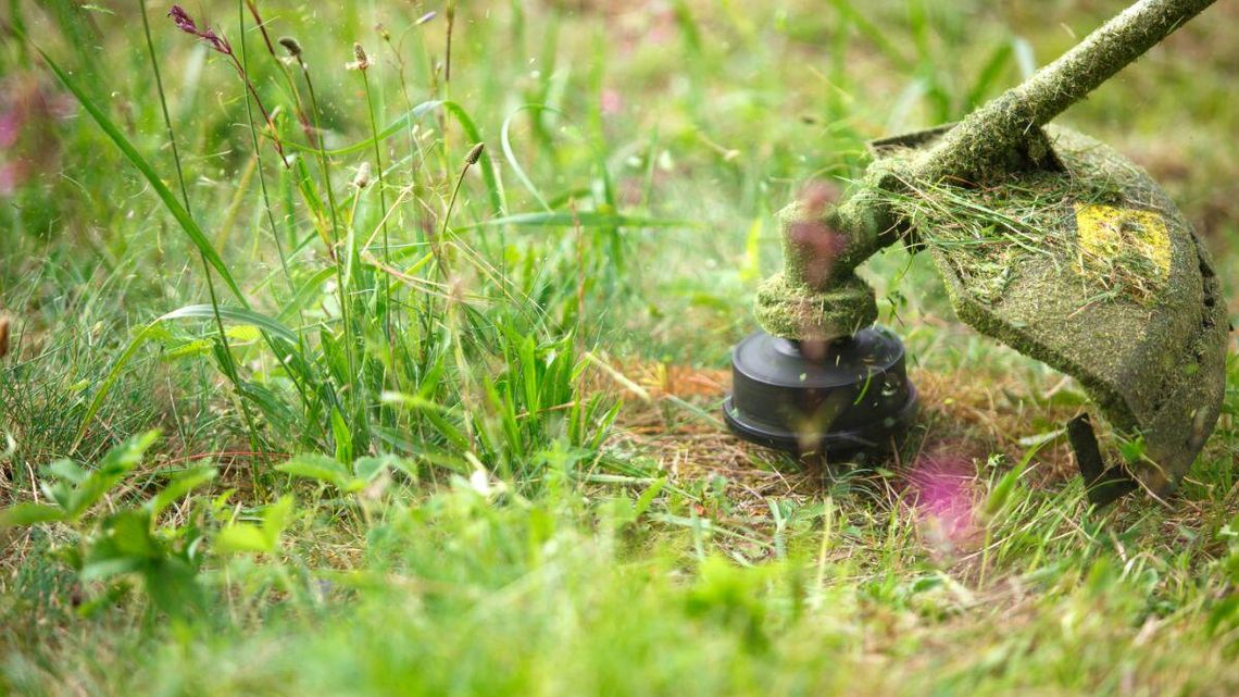 Z samego rana nagle usłyszałem ryk kosiarki. Kosiarze weszli między bloki Z samego rana nagle usłyszałem ryk kosiarki. Kosiarze weszli między bloki