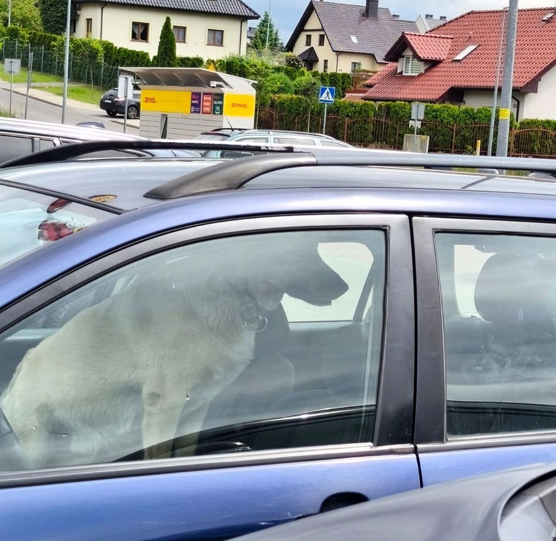 Koszmar na parkingu w Gryfinie. Zamknął psa w aucie, po czym zwymyślał ciężarną kobietę Koszmar na parkingu w Gryfinie. Zamknął psa w aucie, po czym zwymyślał ciężarną kobietę