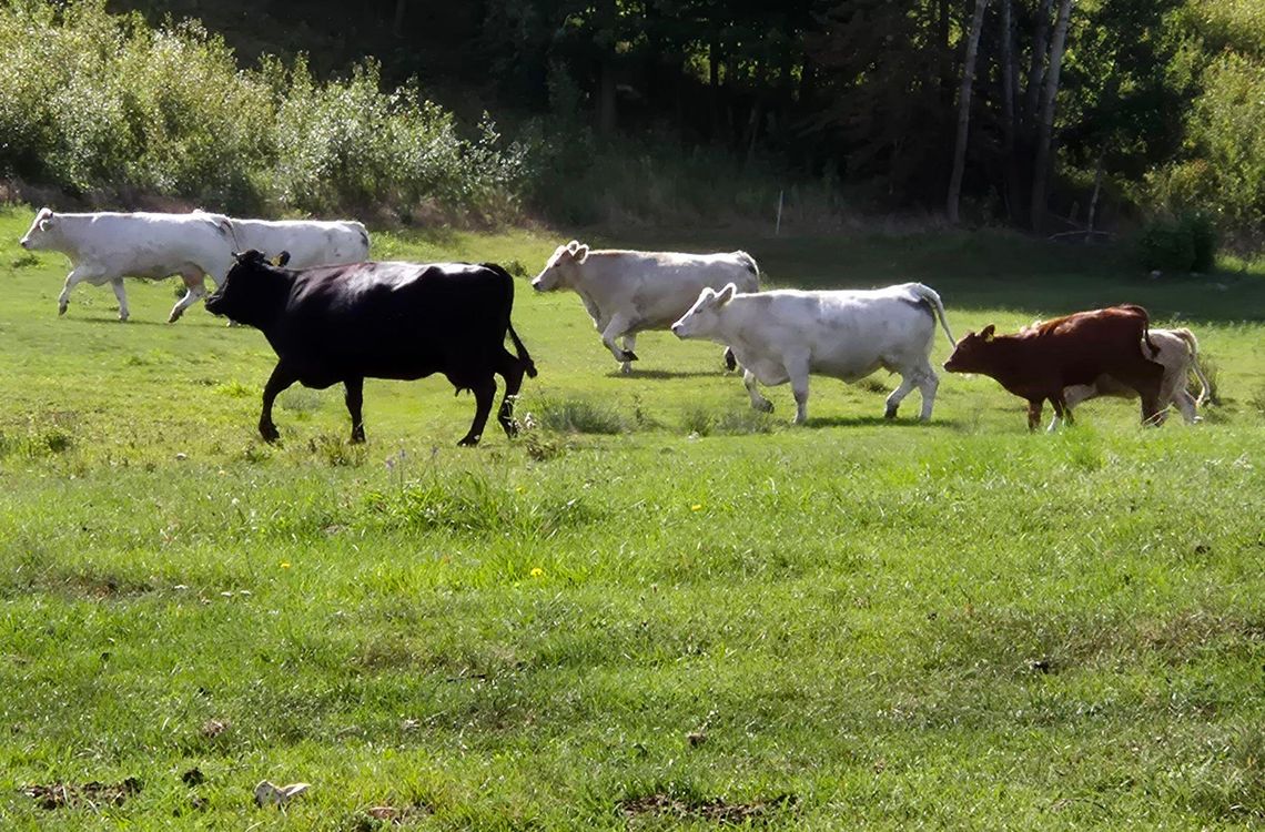 Koszmarna strzelnica w Mielenku Gryfińskim. Dlaczego burmistrz ignoruje dramat mieszkańców - pyta mieszkaniec Koszmarna strzelnica w Mielenku Gryfińskim. Dlaczego burmistrz ignoruje dramat mieszkańców - pyta mieszkaniec