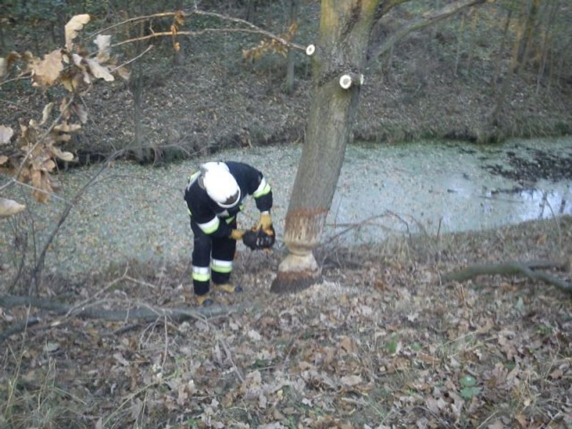Kot w studni i bobry na drodze. Zabiją 800 bobrów Kot w studni i bobry na drodze. Zabiją 800 bobrów