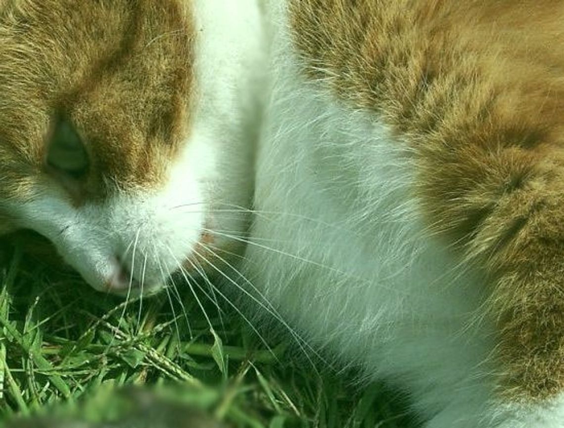 Kot z prawie odciętą głową