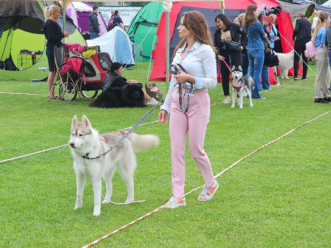 Krajowa Wystawa Psów Rasowych w jednym z grodów Gryfa - okazja do podziwiania psich piękności Krajowa Wystawa Psów Rasowych w jednym z grodów Gryfa - okazja do podziwiania psich piękności