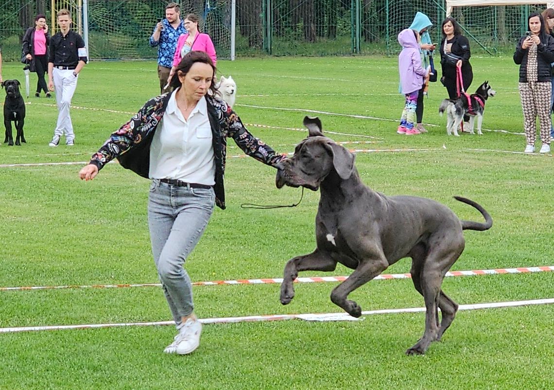 Krajowa Wystawa Psów Rasowych w Gryfinie - wyjątkowy weekend dla miłośników czworonogów [FOTO]