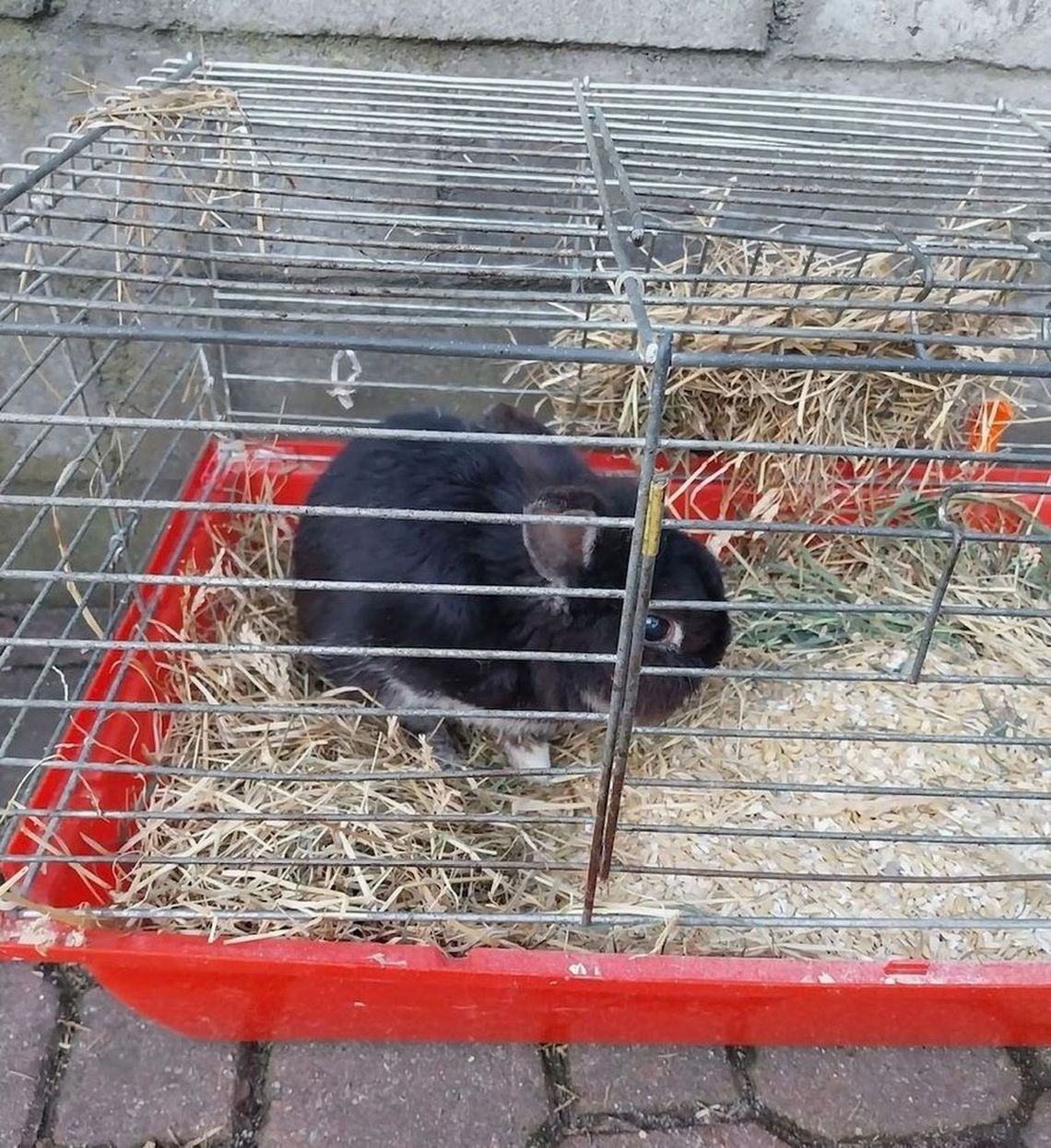 Królika wyrzucił na śmietnik. Odpowie za znęcanie się