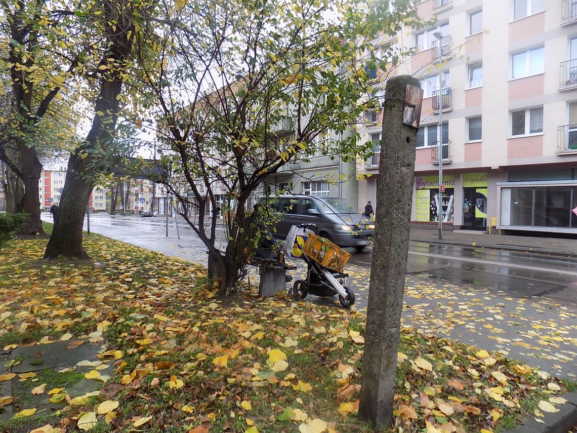 Krzak czeka na pielęgnację Krzak czeka na pielęgnację