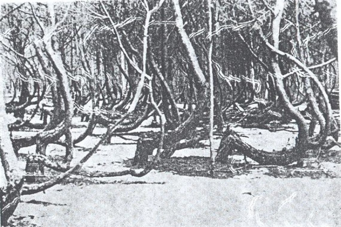 Krzywy Las koło Nowego Czarnowa w finale ogólnopolskiego konkursu „Drzewo Roku 2016” Krzywy Las koło Nowego Czarnowa w finale ogólnopolskiego konkursu „Drzewo Roku 2016”